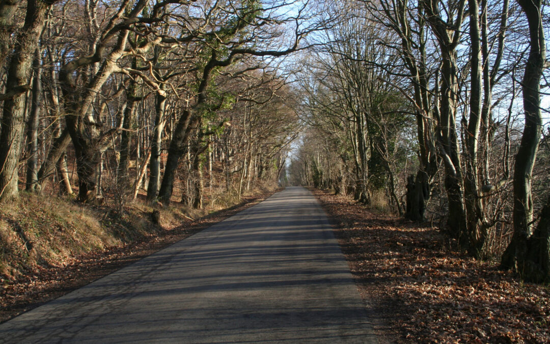 rosenvold_skov2
